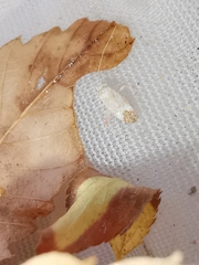 Phytocoris meridionalis