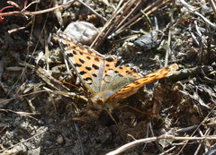 Issoria lathonia
