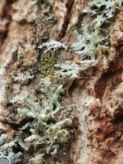 Physcia adscendens