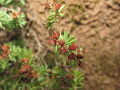 Sedum oxycoccoides