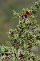 Juniperus deltoides