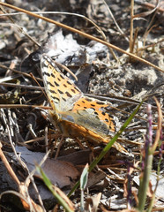 Issoria lathonia