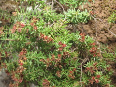 Sedum oxycoccoides