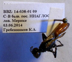 Podalonia fera