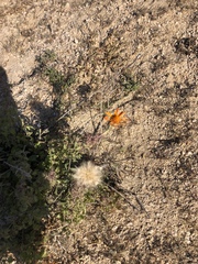 Adenophyllum speciosum