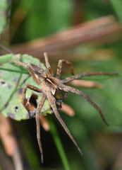 Pisaura mirabilis