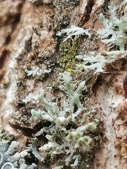 Physcia adscendens