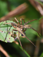 Pisaura mirabilis