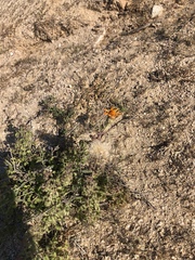 Adenophyllum speciosum