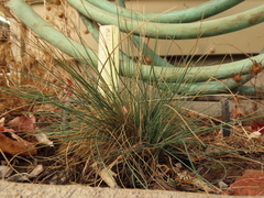 Festuca saximontana purpusiana