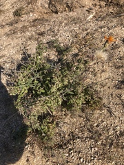 Adenophyllum speciosum