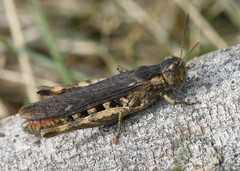 Glyptobothrus