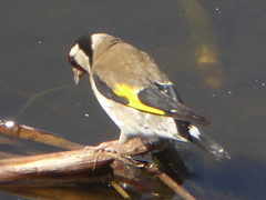 Carduelis carduelis