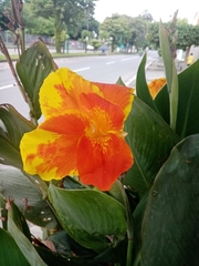 Canna indica