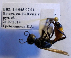 Podalonia fera