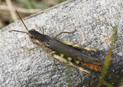 Glyptobothrus