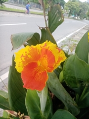 Canna indica