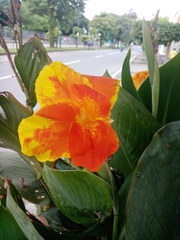 Canna indica