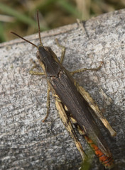 Glyptobothrus