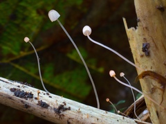 Mycena pterigena