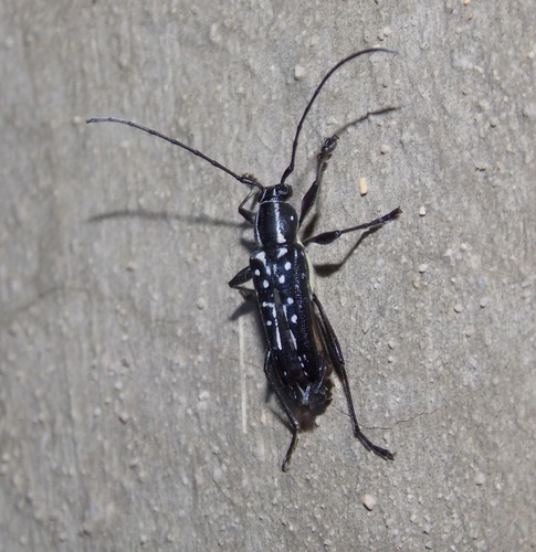 Genus Neopoeciloderma · iNaturalist United Kingdom