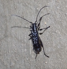 Neopoeciloderma lepturoides