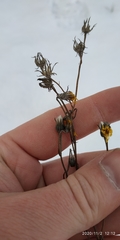 Crepis nigrescens