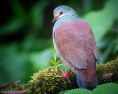 Buff-Fronted Quail-Dove photo 2