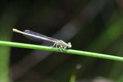 Platycnemis