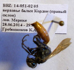 Podalonia fera