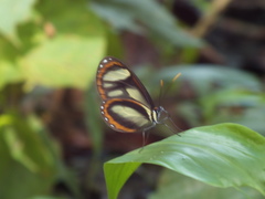 Ithomia salapia
