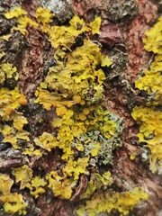 Xanthoria parietina