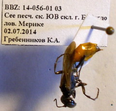 Podalonia fera