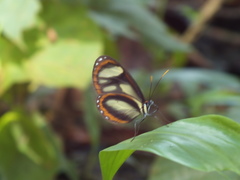 Ithomia salapia