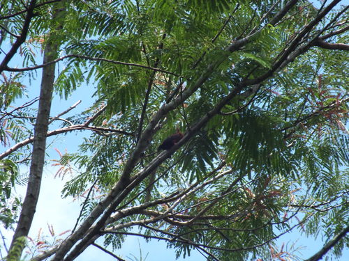 Galbalcyrhynchus leucotis
