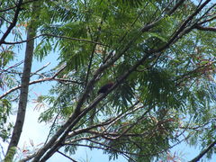 Galbalcyrhynchus leucotis