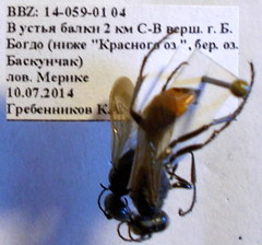 Podalonia fera