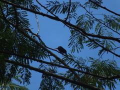 Galbalcyrhynchus leucotis