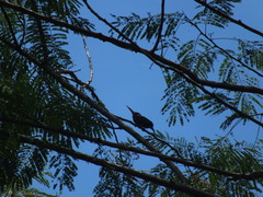 Galbalcyrhynchus leucotis