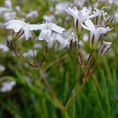 Gypsophila repens