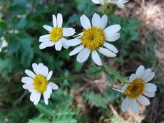 Tanacetum corymbosum
