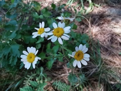 Tanacetum corymbosum