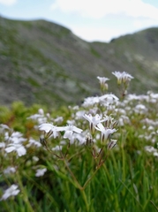 Gypsophila repens