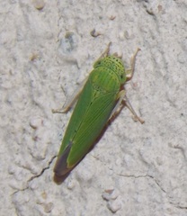 Hadria maldonadoi