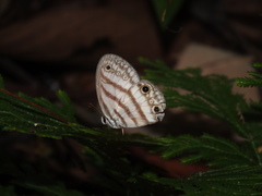 Euptychia