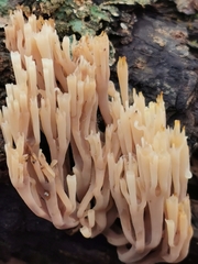 Artomyces pyxidatus