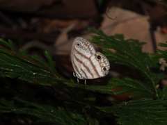 Euptychia