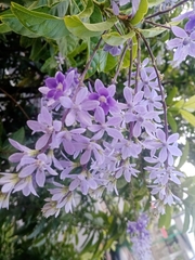 Petrea volubilis