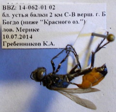 Podalonia fera