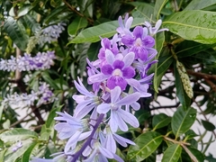 Petrea volubilis